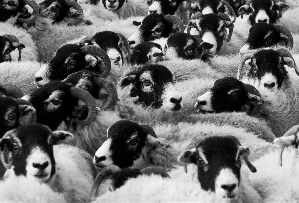 conformity sheep